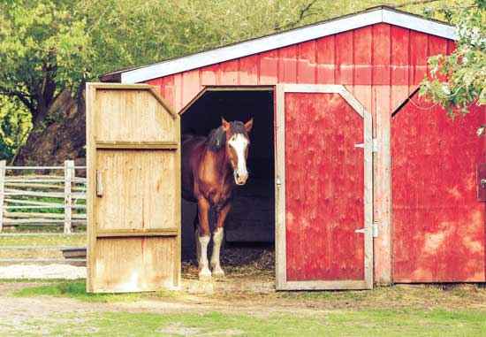 Photos from the Field: Horse Peers Out of Bright-Red Barn